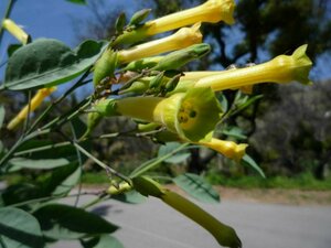 Nicotiana glauca flower